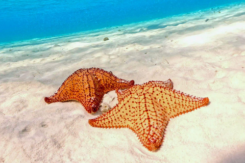 Playa del Carmen: On Board to Cozumel Tour with Lunch