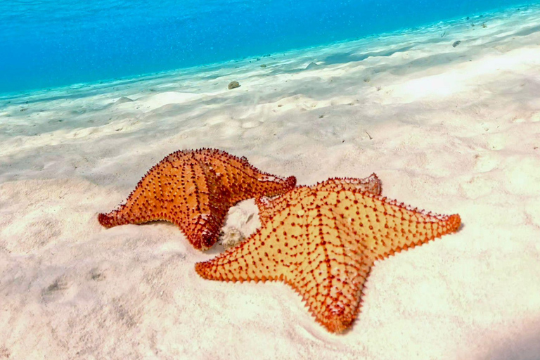 Playa del Carmen: On Board to Cozumel Tour with Lunch