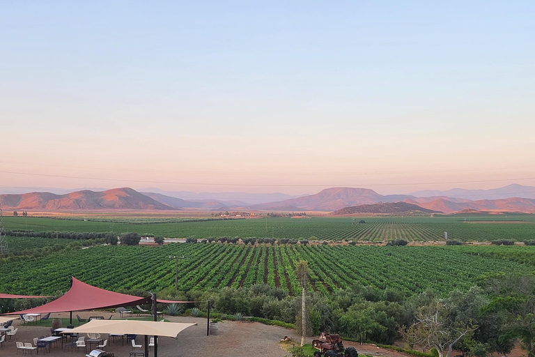 Visite de la vallée de Guadalupe : dégustations de vins inclusesCircuit dans la vallée de Guadalupe : dégustations de vins incluses