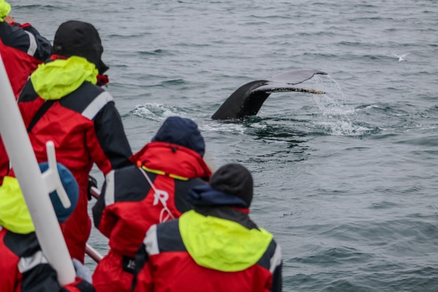 Húsavík: Whale Watching Tour met familie en gids