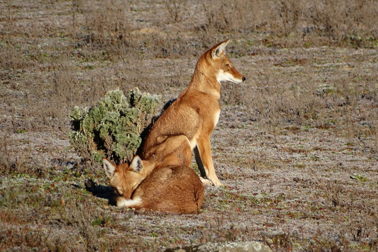 Addis Ababa: 4-Day Bale Mountains Adventure Tour