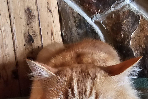 Brașov: Curmătura Chalet, adventure with Mountain Guide