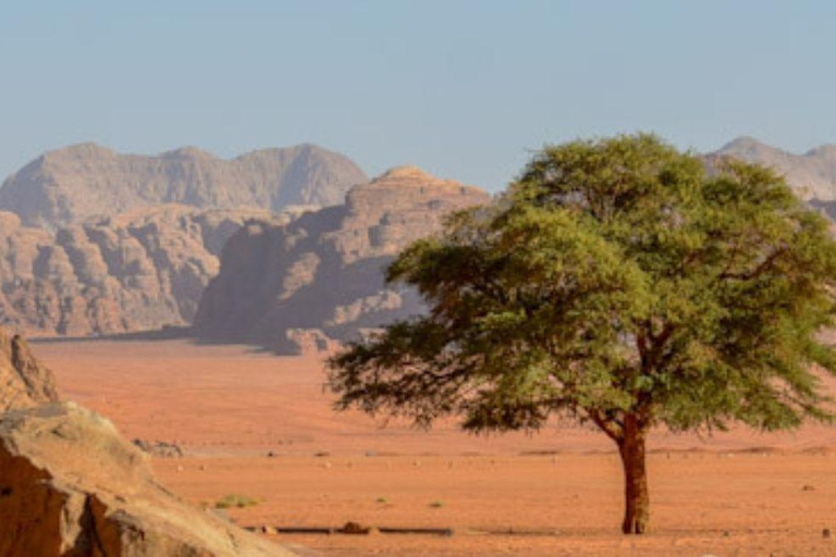 Wadi Rum: Authentic Bedouin Life & Culture Experience