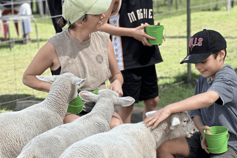 Private Tour: Alpaca Feeding Wildlife & Nature Park Visit Brisbane International Airport or Cruise Terminal Transfer