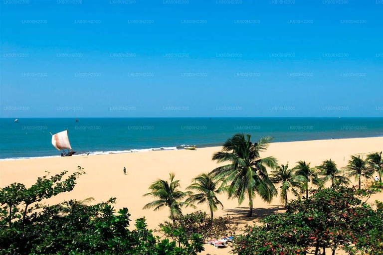 Negombo City Tour : Fish Market and Dutch Canal Boat Ride