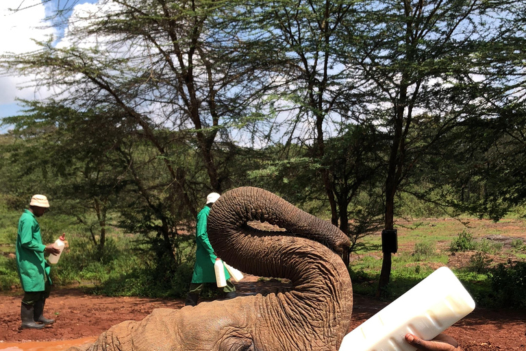 Nairobi Park, olifantenopvangcentrum en giraffencentrum tourZonder toegangsbewijs
