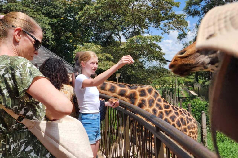 Nairobi: Giraffe Centre Visit and Giraffe Feeding Experience Nairobi: Interactive Giraffe Feeding & Wildlife Education