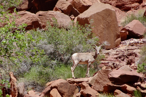 Moab: 2-Hour New Zealand style Adventure Jet Boat Tour