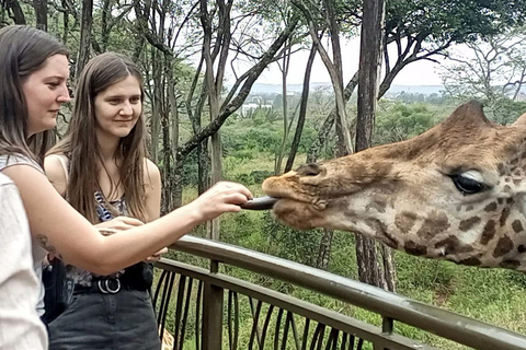 Nationaal park Nairobi, olifantenweeshuis en giraffencentrum