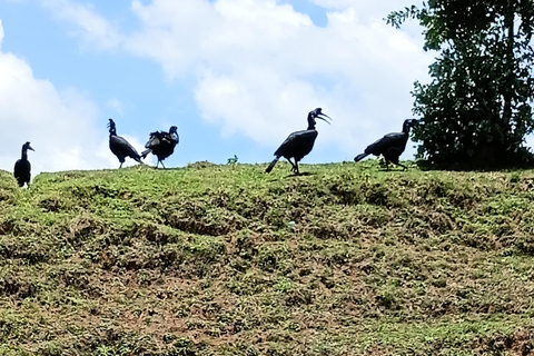 5-Day Bale mountain: wildlife hiking & Birdwatching tour