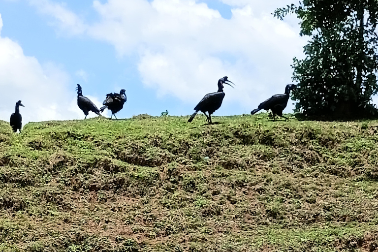 5-Day Bale mountain: wildlife hiking & Birdwatching tour
