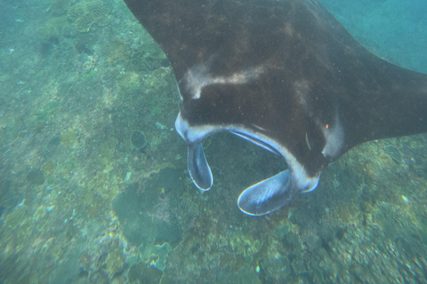 Depuis Bali : Snorkeling 3 Spots avec GoPro &amp; West Penida TourPlongée en apnée avec transfert aller-retour à Bali