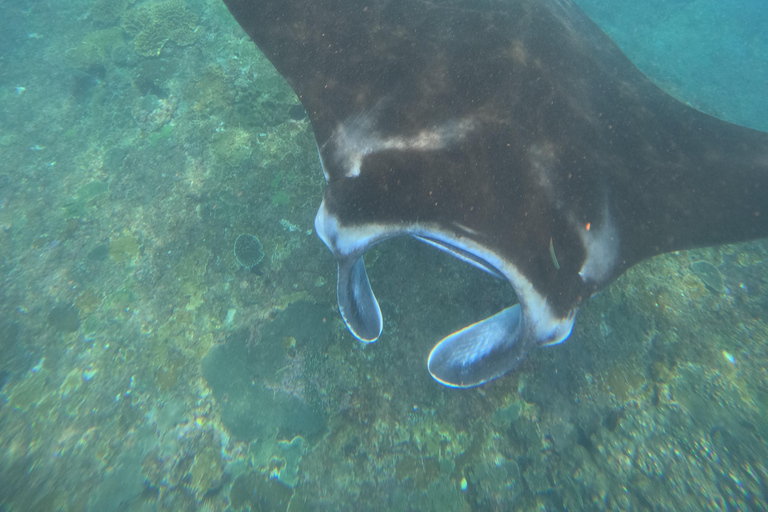 Depuis Bali : Snorkeling 3 Spots avec GoPro &amp; West Penida TourPlongée en apnée avec transfert aller-retour à Bali