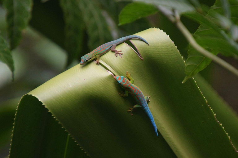 South West Mauritius : Ebony Forest Nature Escape with Lunch Into the Wild South: Ebony Forest Nature Escape with Lunch
