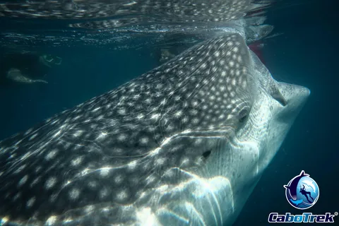 Whale Shark Experience
