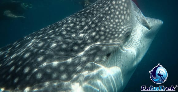 Whale Shark Experience