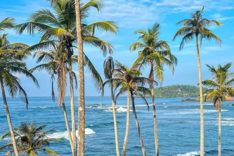 Mirissa Whale Watching, Turtle Snorkeling &Coconut Hill Tour Private Tour from Colombo, Negombo or Mount Lavinia