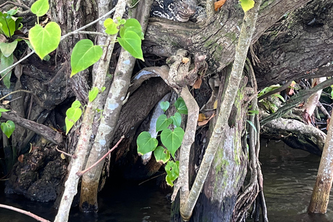 Bentota River Safari with Bazaar from ahungalla