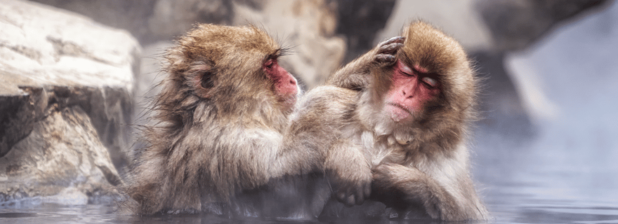 Singes des neiges et ville thermale de Ghibli avec temps libre pour explorer