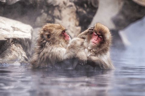 Nagano: Snow Monkeys, Sake Tasting & Zenkoji Private Tour Pick Up From Nagano Area
