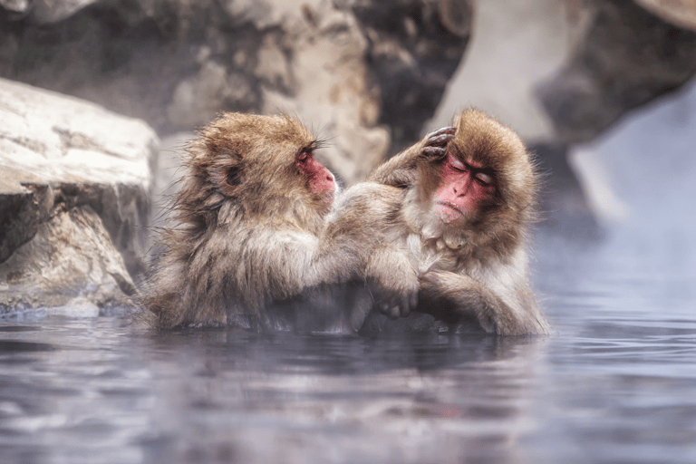 Nagano: Snow Monkeys, Sake Tasting & Zenkoji Private Tour Pick Up From Nagano Area