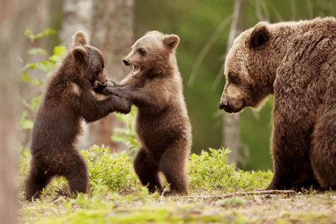 Brasov: Tour with Transfer Libearty Bear Sanctuary