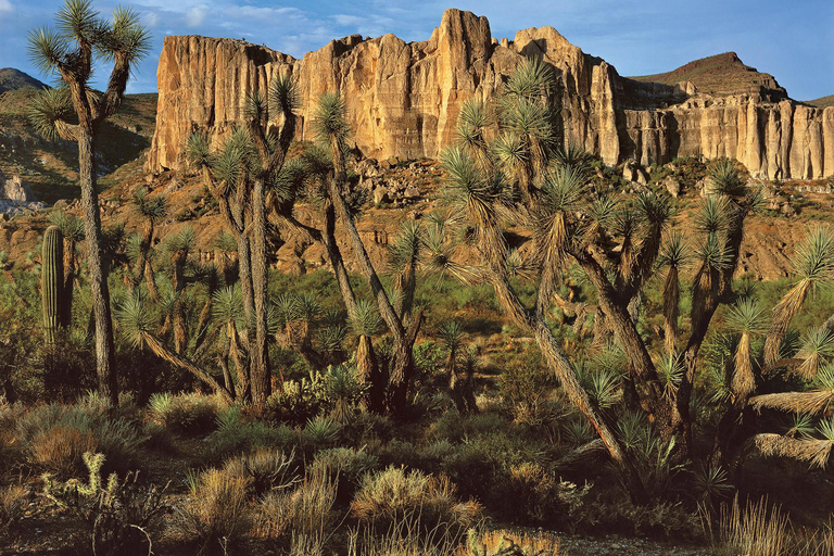 Grand Canyon Hoover Dam and Joshua Tree VIP Small Group Tour