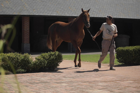 Horses, Asado & Nature. A day at a thoroughbred farm