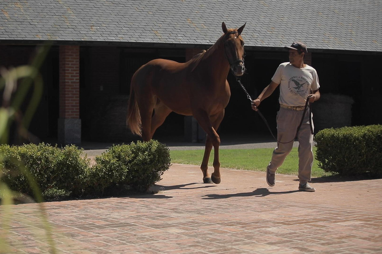 Horses, Asado & Nature. A day at a thoroughbred farm