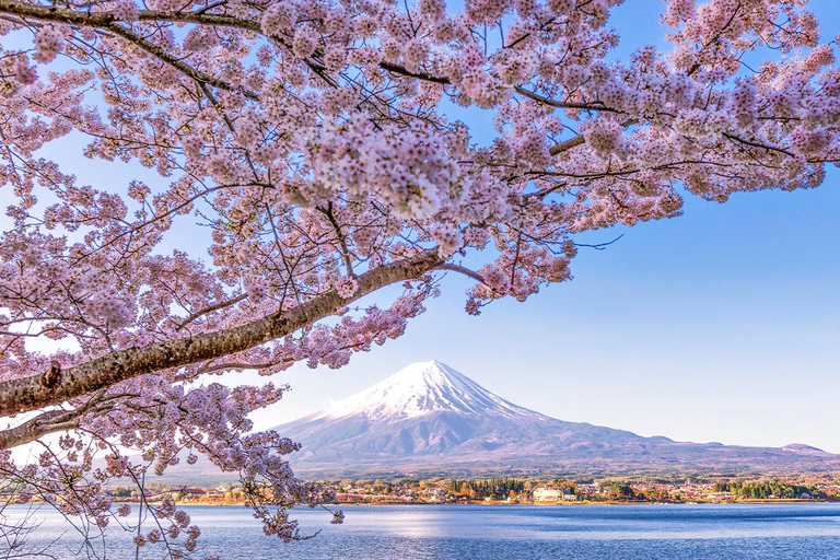 Mt. Fuji,Kawaguchi Lake, Ropeway, Oshino Hakkai, Matcha Trip Tokyo station pick-up 8:00am