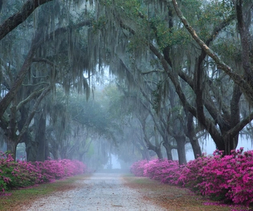 Savannah : Visite du cimetière de Bonaventure