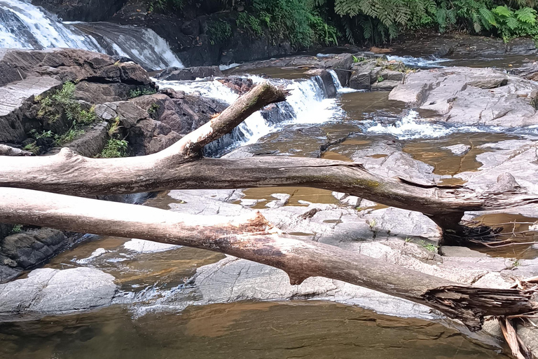 Sinharaja-Regenwald: Tour mit Wanderung zu 5 Wasserfällen