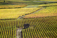 小组小组在勃艮第葡萄园举行的全天游览 - Housity