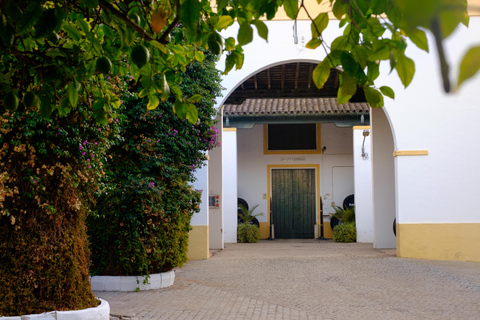 Cádiz: Bodegas Barbadillo Tour & Wine Tasting Cádiz: Bodegas Barbadillo Tour & Wine Tasting in Spanish