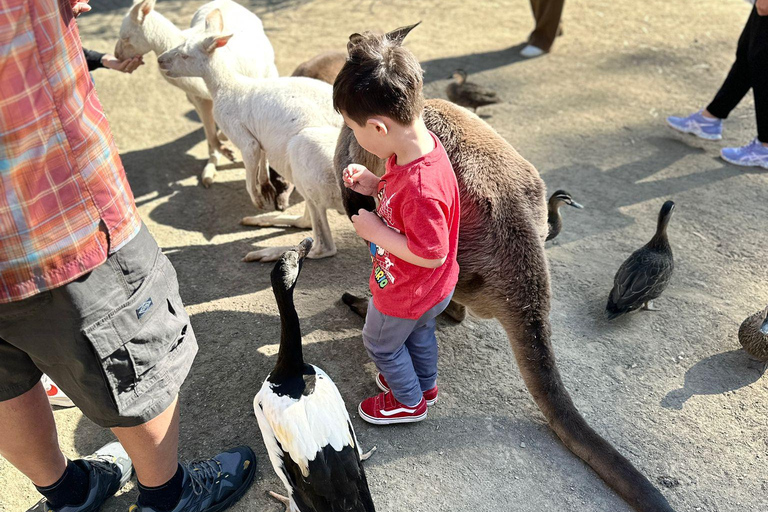 Von Adelaide aus: Kuscheln mit einem Koala und historische Hahndorf-Tour