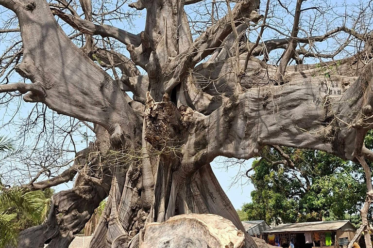 Sine Saloum Day Tour: Mangroves, Islands, and Authentic Villages Sine Saloum by dugout canoe: mangroves, Bird Island, and Mar Lodj