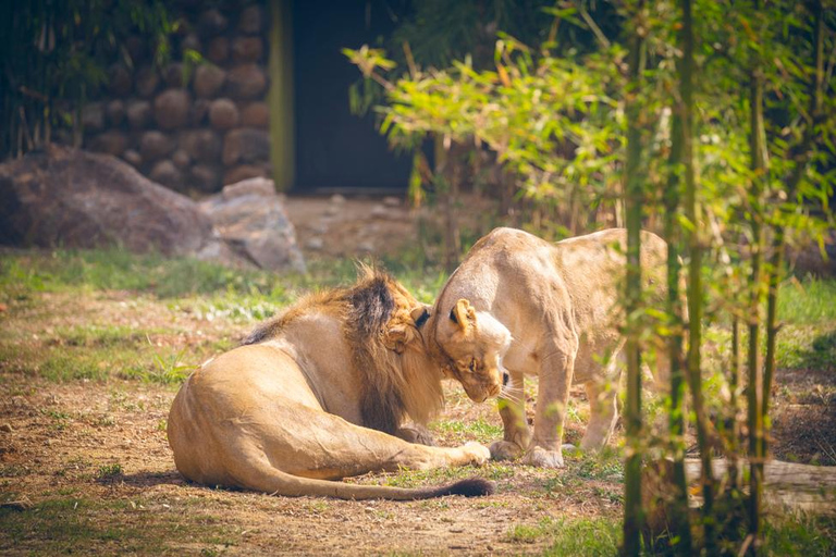 From Bangalore: Mysore Private Day Trip with Guide
