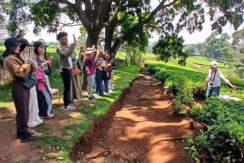 Kiambethu Tea Farm Tour with Lunch