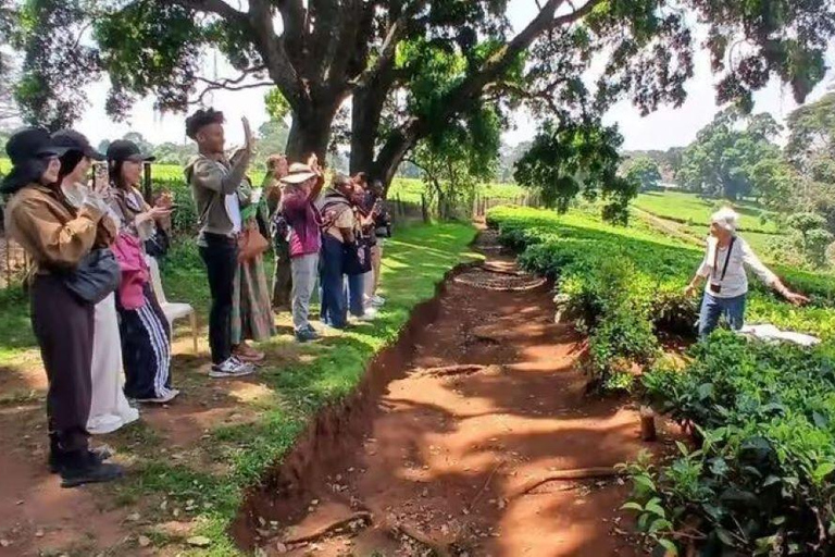 Kiambethu Tea Farm Tour with Lunch