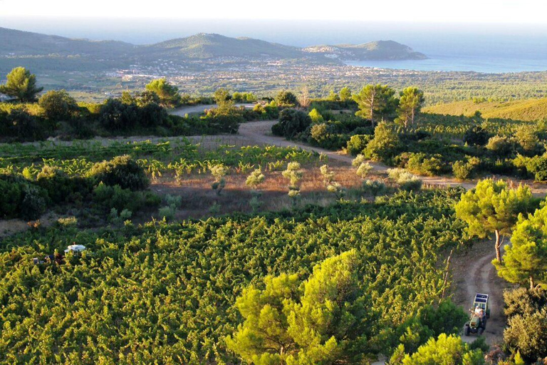 Full-Day Excursion: Aix, Wine Tastings & Cassis Coves Full-Day Excursion: Aix-en-Provence, Wine Tastings & Cassis Coves