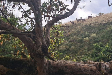 Addis Ababa: 6-Day Abijata Shalla NP & Bale Mountains Tour