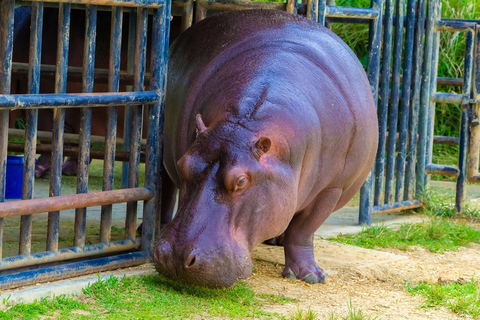 Río de Janeiro: BioParque de Río Entradas (Zoo)