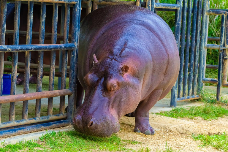 Rio de Janeiro : BioPark de Rio Billets d&#039;entrée (Zoo)