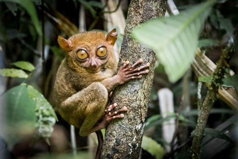 Bohol: Wasserfälle, Kajak, Wanderung durch die Hügel und private Tour zu den TarsiernBohol: Wasserfälle, Kajak, Wanderung durch die Hügel und private Tour zu den Tarsiers
