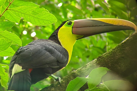 Manuel Antonio Park: Guidad tur för att se djur och strandtidPrivat tur