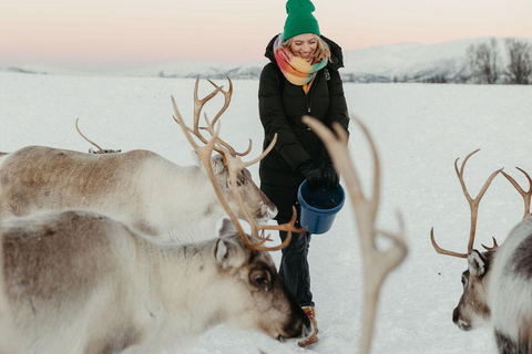 Tromsø: Reindeer Feeding & Sami Culture Express