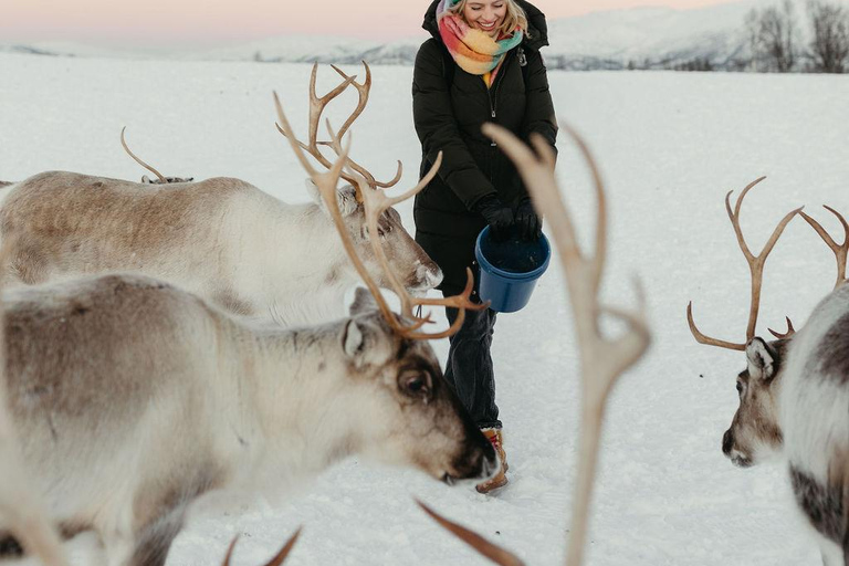 Tromsø: Reindeer Feeding & Sami Culture Express