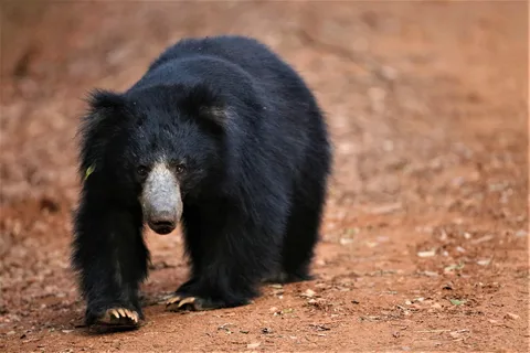 From Ella: 2-Day Yala Park Safari & Transfer to Beach