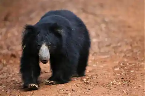 From Ella: 2-Day Yala Park Safari & Transfer to Beach