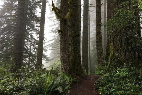 Portland: Wasserfallwanderung im Silver Falls State ParkPortland: Wanderung zu den Wasserfällen im Silver Falls State Park